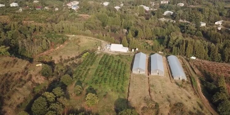 გურიის ახალი ამბები – 12. 12. 2023