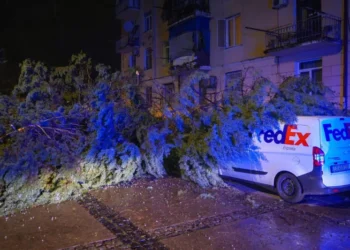 ბათუმში ძლიერმა ქარმა პრობლემები შექმნა – მოგლეჯილია ხეები, დაზიანებულია კორპუსების სახურავები და ელექტროგადამცემი ხაზები