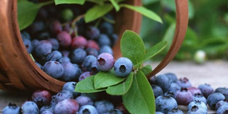 ტესტი – დადგება თუ არა შენგან ლურჯი მოცვის მწარმოებელი ფერმერი?