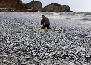 იაპონიის სანაპიროზე ათასობით ტონა მკვდარი სარდინი გამოირიყა