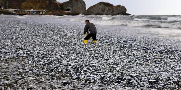 იაპონიის სანაპიროზე ათასობით ტონა მკვდარი სარდინი გამოირიყა