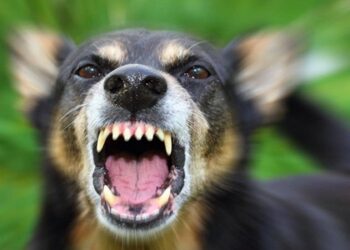 ოზურგეთში ძაღლმა ორი ბავშვი დაკბინა – ერთის მდგომარეობა მძიმეა