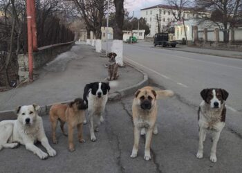 ქალაქ ოზურგეთში 641 მიუსაფარი ძაღლია – გურიის სამოქალაქო ცენტრის ანგარიშის პრეზენტაცია