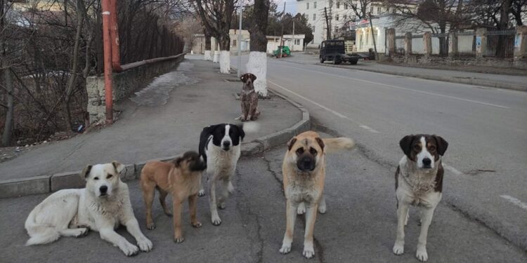 ქალაქ ოზურგეთში 641 მიუსაფარი ძაღლია – გურიის სამოქალაქო ცენტრის ანგარიშის პრეზენტაცია