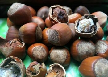 ტესტი – ხართ თუ არა თხილის ექსპერტი?