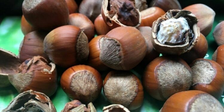 ტესტი – ხართ თუ არა თხილის ექსპერტი?