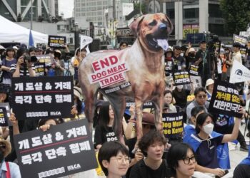სამხრეთ კორეაში ძაღლის ხორცის საკვებად გამოყენება აიკრძალა