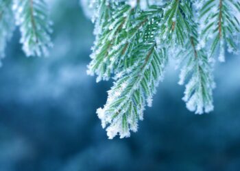 როგორი ამინდი იქნება 1 იანვარს – ამინდის პროგნოზი ქალაქების მიხედვით