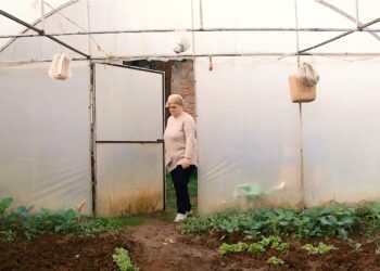 წარმატებული ქალი ფერმერის ისტორია – ციური კოჩალიძე