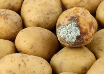 რუსეთიდან მომავალი, კარტოფილით დატვირთული ავტოსატრანსპორტო საშუალება საბაჟოდან უკან გააბრუნეს