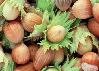 ტესტი – ხართ თუ არა თხილის ექსპერტი?