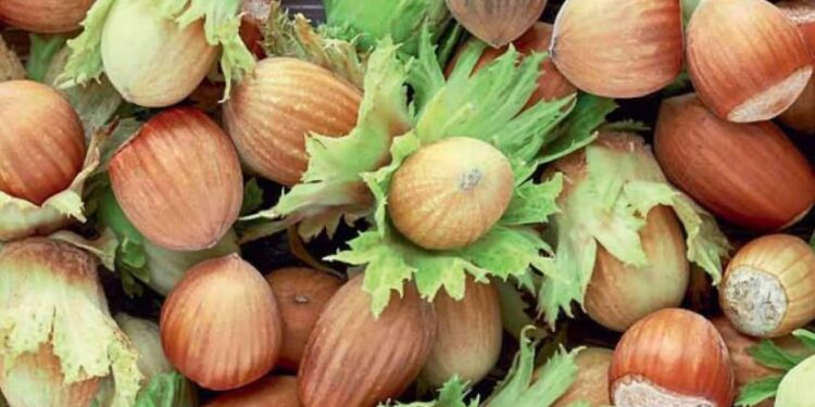 ტესტი – ხართ თუ არა თხილის ექსპერტი?