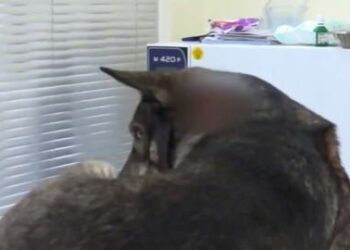 დააკავეს კაცი, რომელმაც გორში ძაღლი დაჭრა