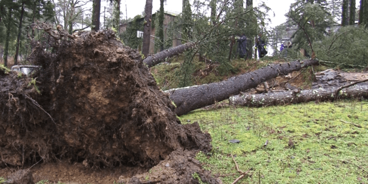 ძლიერმა ქარმა ჩოხატაურში პრობლემები შექმნა