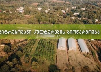 როგორ მოვიყვანით ციტრუსი – წარმოების დეტალური აგროტექნოლოგია