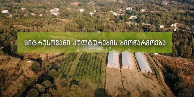 როგორ მოვიყვანით ციტრუსი – წარმოების დეტალური აგროტექნოლოგია