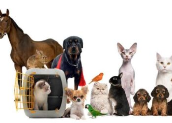 შინაურ ცხოველთა სასტიკი მოპყრობისაგან დაცვის და საარსებო გარემოს სტანდარტების კუთხით ახალი ტიპის სანქციები შემოდის