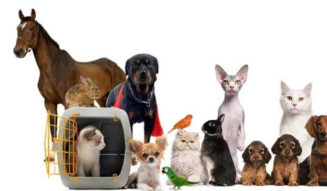 შინაურ ცხოველთა სასტიკი მოპყრობისაგან დაცვის და საარსებო გარემოს სტანდარტების კუთხით ახალი ტიპის სანქციები შემოდის