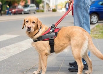 სად იკრძალება ახალი სანქციებით, შინაური ბინადარი ცხოველის შეყვანა