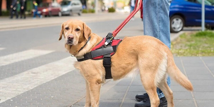 სად იკრძალება ახალი სანქციებით, შინაური ბინადარი ცხოველის შეყვანა