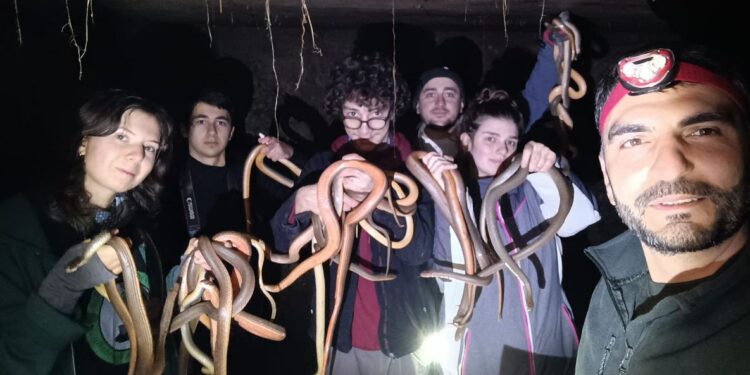 ვიდეო – ქარელში სამშენებლო სამუშაოების დროს, 138 გველი აღმოაჩინეს