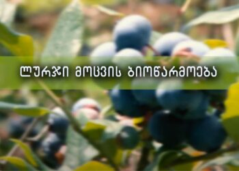 ლურჯი მოცვის ბიოწარმოება – საინტერესო ვიდეო მათთვის, ვინც ლურჯი მოცვის გაშენებას გეგმავს