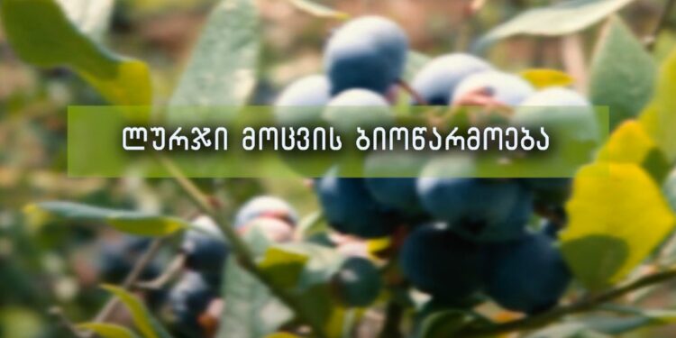 ლურჯი მოცვის ბიოწარმოება – საინტერესო ვიდეო მათთვის, ვინც ლურჯი მოცვის გაშენებას გეგმავს