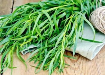 “ტარხუნა 80 ლარამდე გაიაფდა, 1 კვირის წინ კილოგრამი 300 ლარი ღირდა”- იმერი