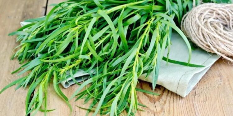 “ტარხუნა 80 ლარამდე გაიაფდა, 1 კვირის წინ კილოგრამი 300 ლარი ღირდა”- იმერი