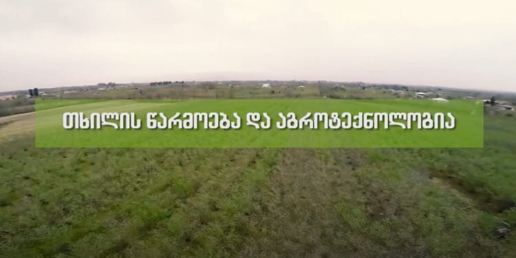 თხილის წარმოების აგროტექნოლოგია