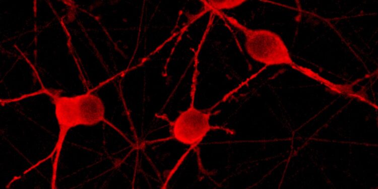 ჯანდაცვის წამყვანი პრობლემა ნევროლოგიური დაავადებები გახდა