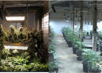 ვიდეო – შსს-მ ნარკოდანაშაულის ბრალდებით ცხრა პირი დააკავა