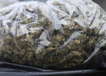 საფრანგეთში ერთ-ერთი ქალაქის მერის სახლში, 70 კილოგრამი კანაბისი აღმოაჩინეს