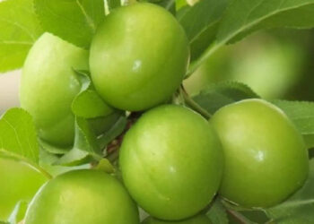 1 კგ ალუჩა 250 ლარი – რა ღირს იმპორტირებული თუთა და საზამთრო