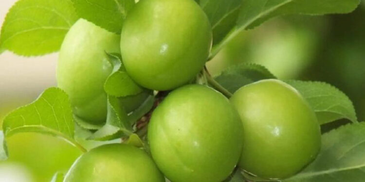 1 კგ ალუჩა 250 ლარი – რა ღირს იმპორტირებული თუთა და საზამთრო