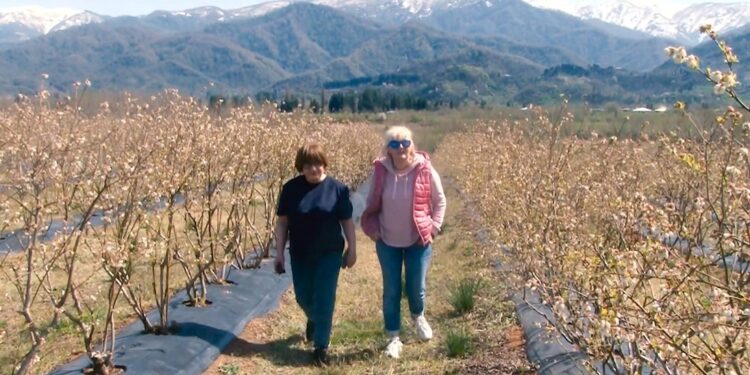 გურიის ახალი ამბები – 02.04.2024