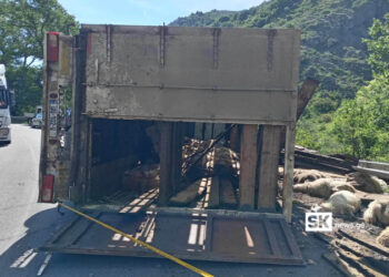 ახალციხე–ასპინძის გზაზე ცხვრებით სავსე ტრაილერი გადაბრუნდა