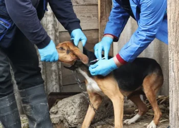 საქართველოში, მიმდინარე წელს, ცოფის 14 შემთხვევა დადასტურდა