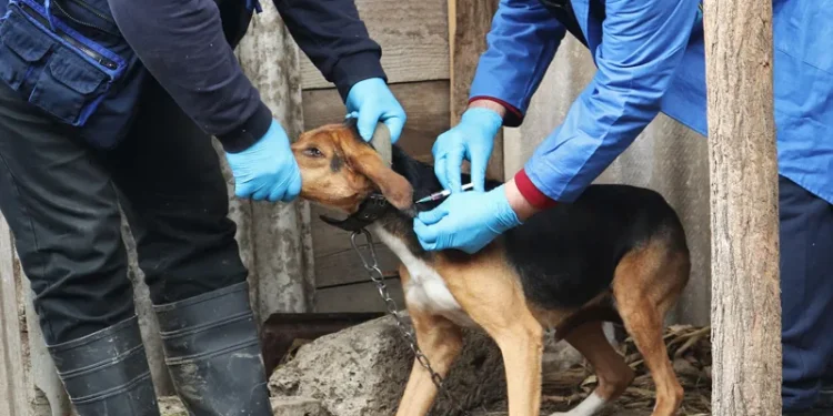 საქართველოში, მიმდინარე წელს, ცოფის 14 შემთხვევა დადასტურდა