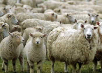 საქართველოდან ცოცხალი ცხვრების და თხების ექსპორტი 8.5-ჯერ შემცირდა