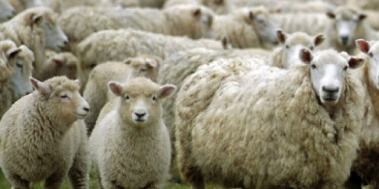საქართველოდან ცოცხალი ცხვრების და თხების ექსპორტი 8.5-ჯერ შემცირდა