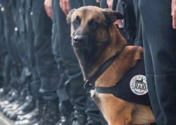 შემოსავლების სამსახური თურქული “FlyDog“-ისგან €21.2 ათასის ძაღლებს იყიდის