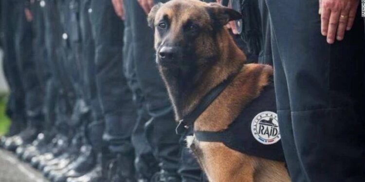 შემოსავლების სამსახური თურქული “FlyDog“-ისგან €21.2 ათასის ძაღლებს იყიდის