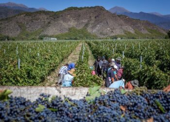 მთავრობა რთველს წელსაც დაასუბსიდირებს