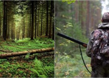 მთავრობამ გურიაში, ჯუმათის ტყის ნაწილში სამონადირეო მეურნეობის მოწყობის ნებართვა გასცა