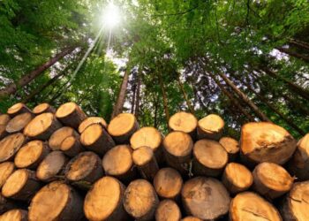 ხე-ტყით უკანონო სარგებლობასა და უკანონო ჭრებზე სანქციების გამკაცრება იგეგმება