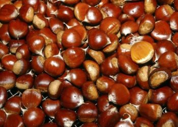 ბიზნესი წაბლის შესყიდვის დასაწყებად მის გაიაფებას ელოდება – რა ღირს წაბლი საქართველოში