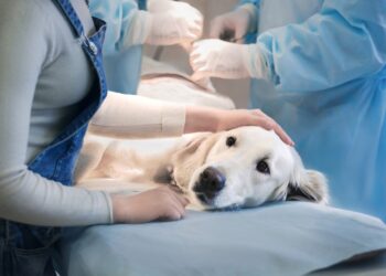 ვეტერინარებს სახელმწიფო სერტიფიკატის გარეშე საქმიანობა აეკრძალებათ