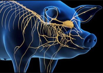 მეცნიერებმა ღორის ტვინი,სიკვდილიდან თითქმის 1 საათის შემდეგ გააცოცხლეს