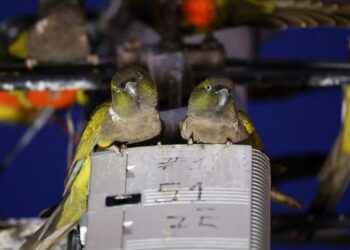 არგენტინაში თუთიყუშების შემოსევაა – აბინძურებენ ქალაქს, აწუხებენ მოსახლეობას